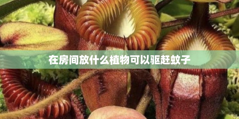 在房间放什么植物可以驱赶蚊子