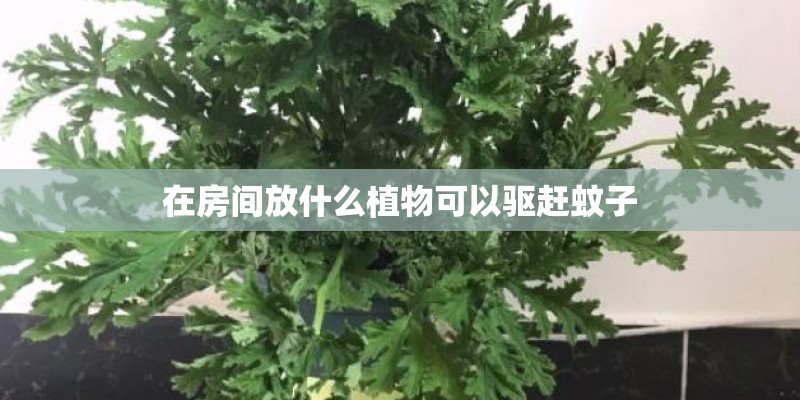 在房间放什么植物可以驱赶蚊子