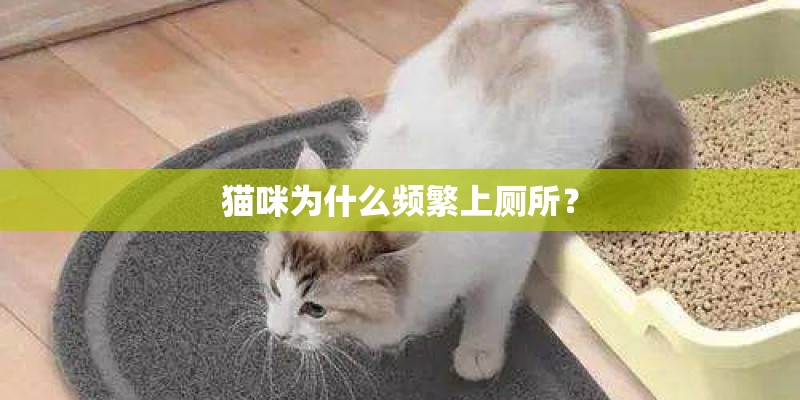 猫咪为什么频繁上厕所？