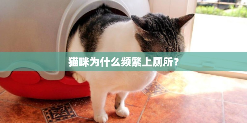 猫咪为什么频繁上厕所？