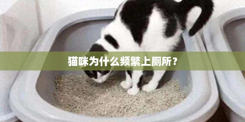 猫咪为什么频繁上厕所？