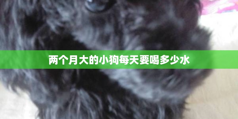 两个月大的小狗每天要喝多少水