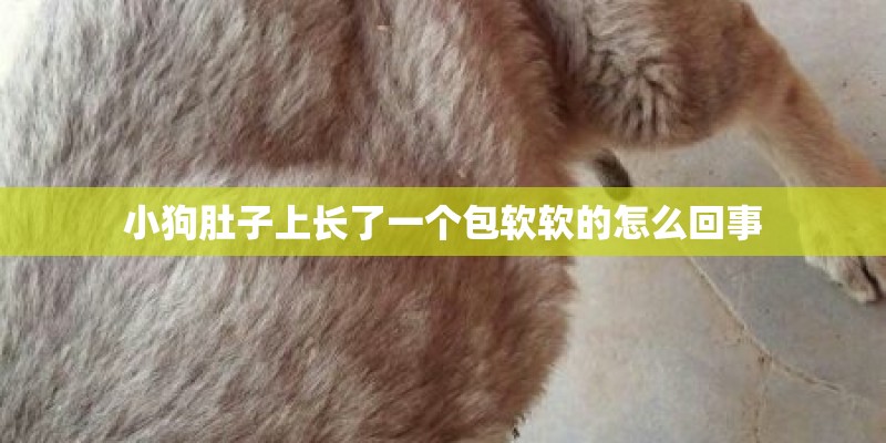 小狗肚子上长了一个包软软的怎么回事