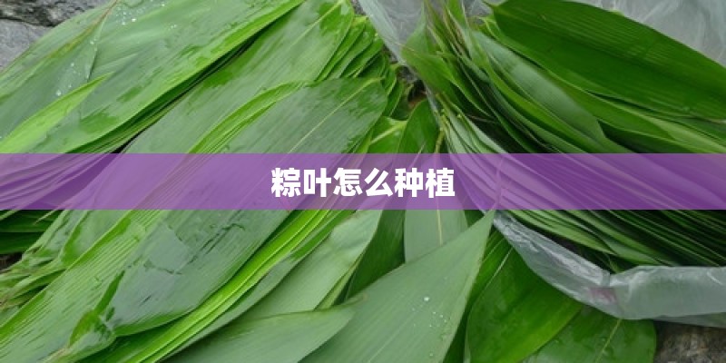粽叶怎么种植