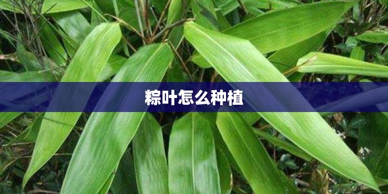 粽叶怎么种植