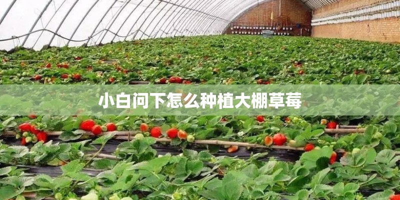 小白问下怎么种植大棚草莓