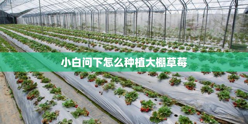 小白问下怎么种植大棚草莓
