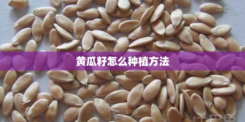 黄瓜籽怎么种植方法