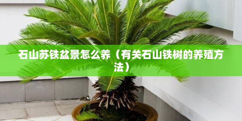 石山苏铁盆景怎么养（有关石山铁树的养殖方法）
