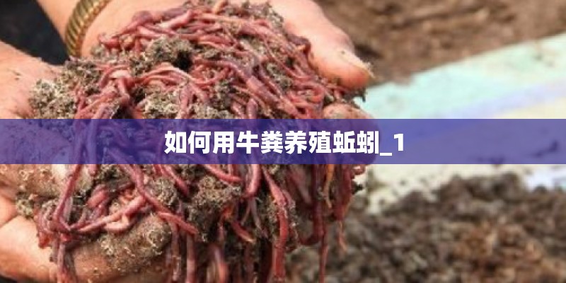 如何用牛粪养殖蚯蚓_1