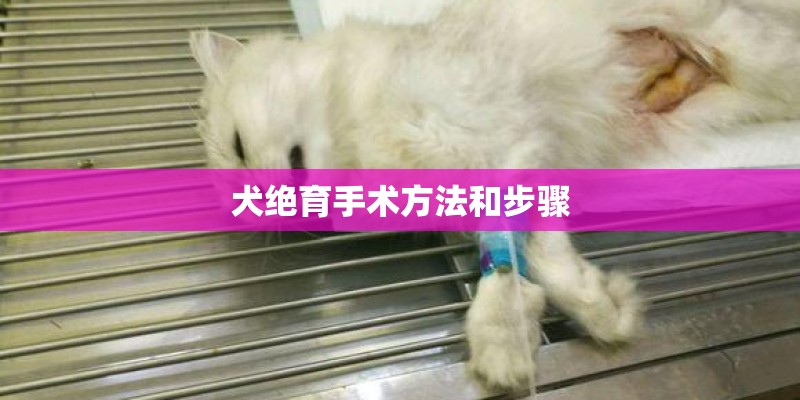 犬绝育手术方法和步骤