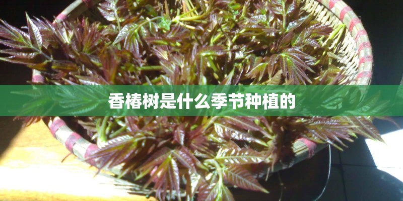 香椿树是什么季节种植的