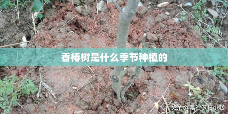 香椿树是什么季节种植的
