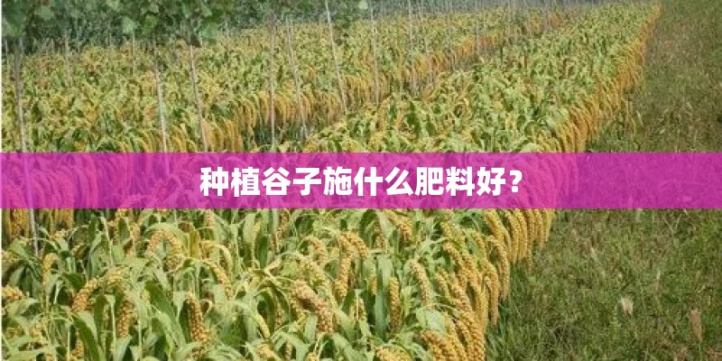 种植谷子施什么肥料好？