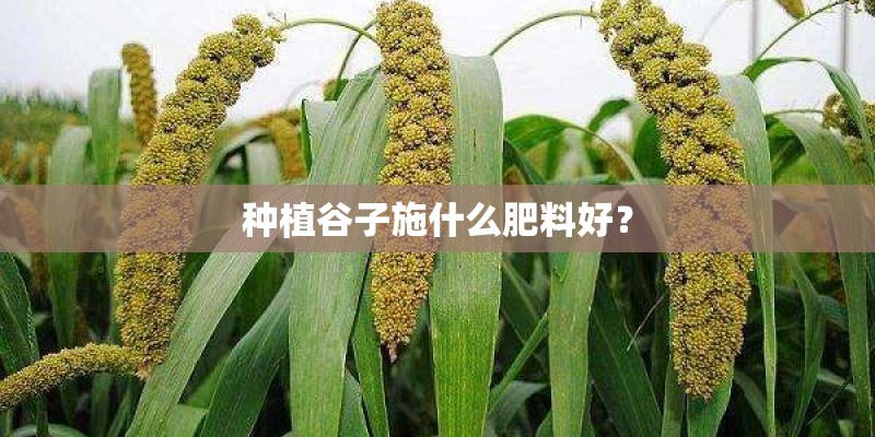 种植谷子施什么肥料好？