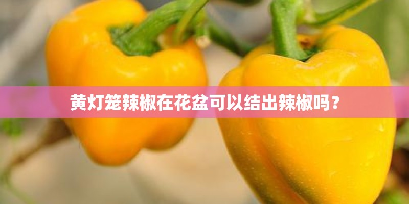 黄灯笼辣椒在花盆可以结出辣椒吗？