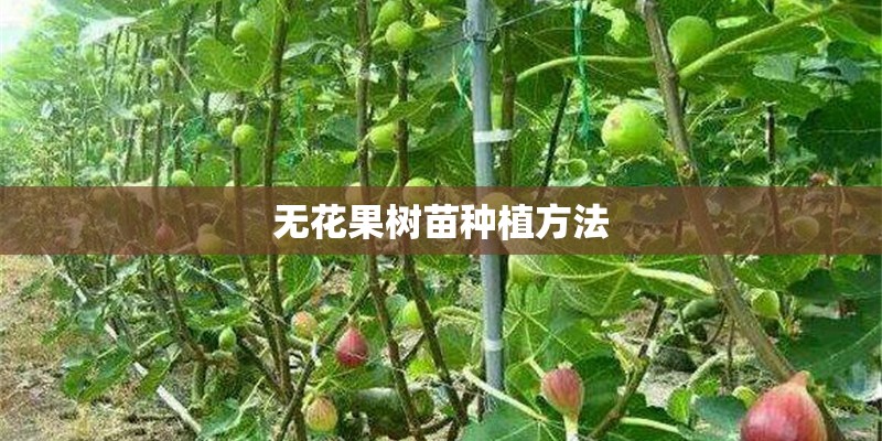 无花果树苗种植方法