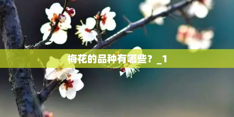 梅花的品种有哪些？_1
