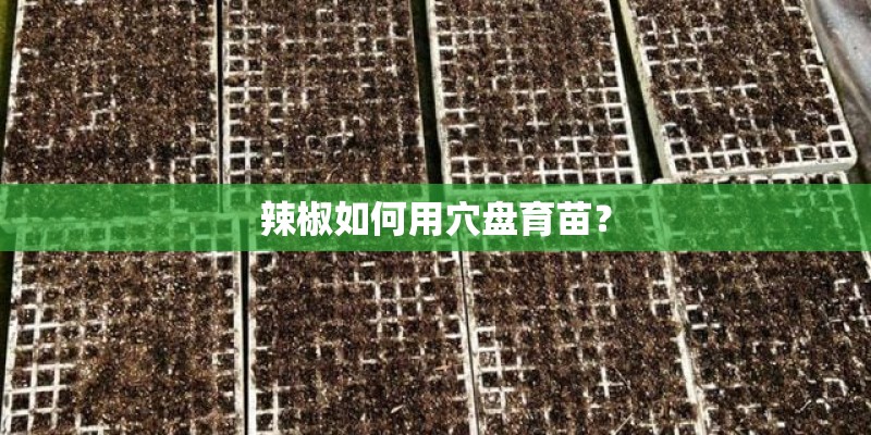 辣椒如何用穴盘育苗？