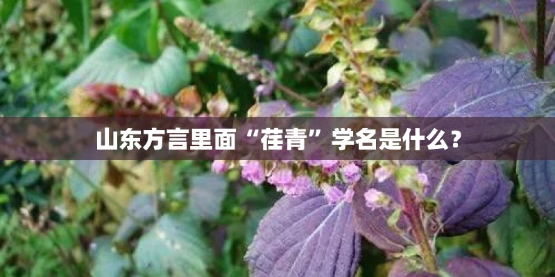 山东方言里面“荏青”学名是什么？