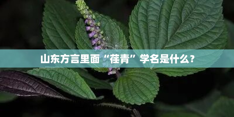 山东方言里面“荏青”学名是什么？
