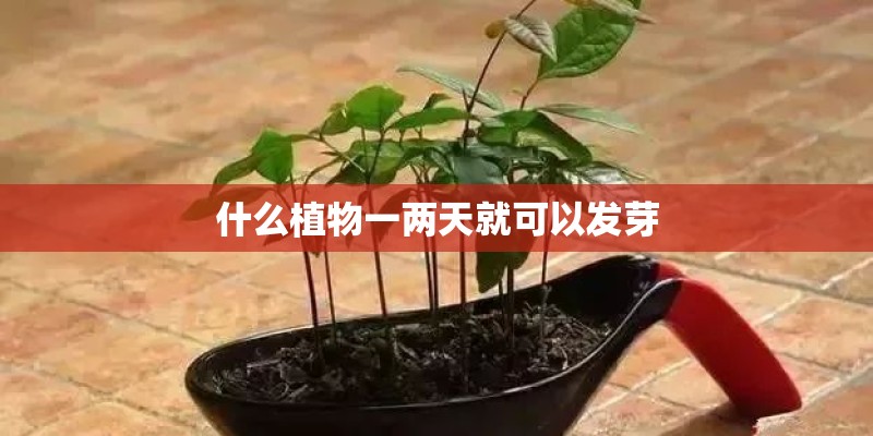 什么植物一两天就可以发芽