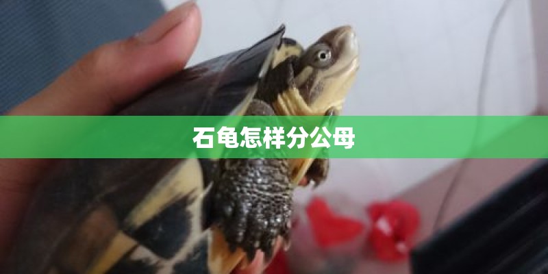 石龟怎样分公母
