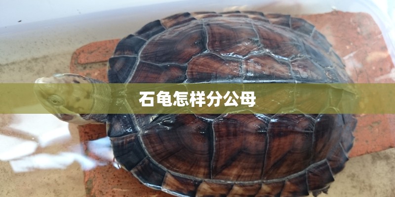 石龟怎样分公母