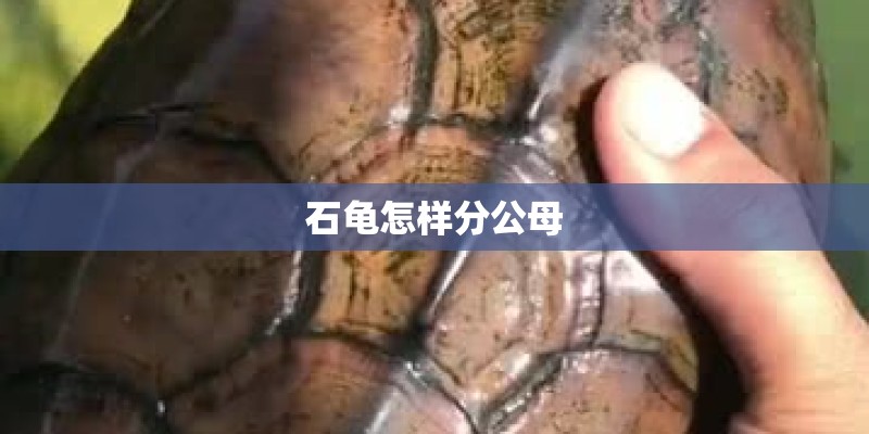 石龟怎样分公母