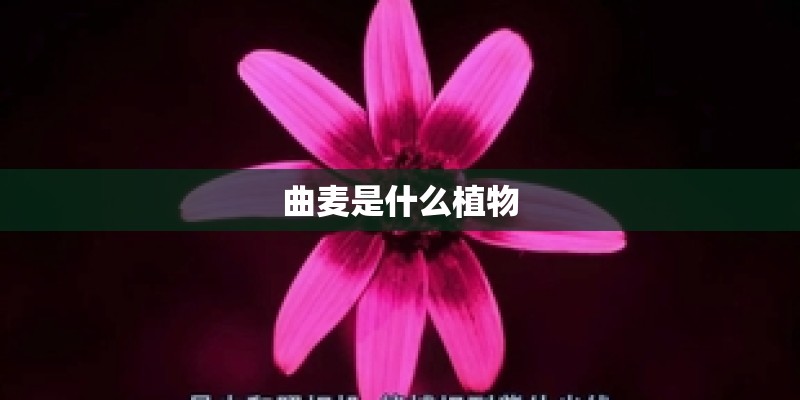 曲麦是什么植物