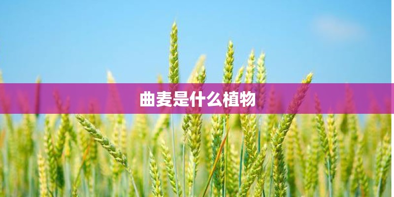 曲麦是什么植物