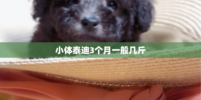 小体泰迪3个月一般几斤