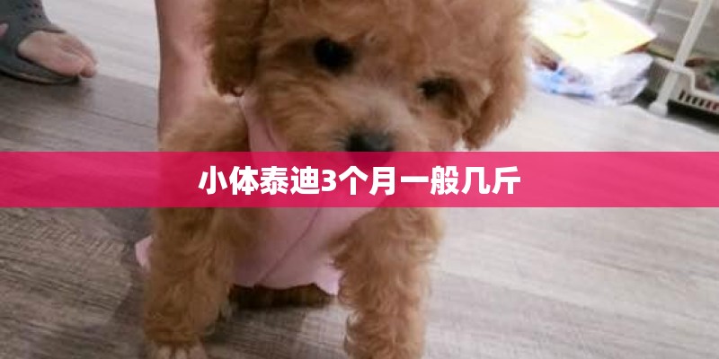 小体泰迪3个月一般几斤