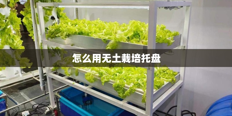 怎么用无土栽培托盘