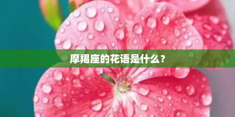 摩羯座的花语是什么？