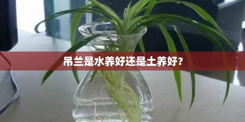 吊兰是水养好还是土养好？