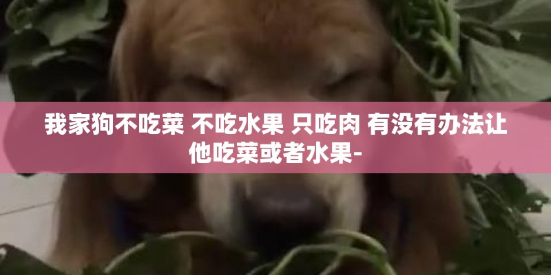 我家狗不吃菜 不吃水果 只吃肉 有没有办法让他吃菜或者水果-