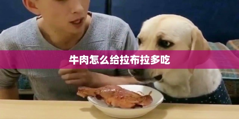 牛肉怎么给拉布拉多吃