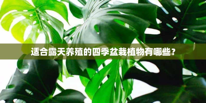 适合露天养殖的四季盆栽植物有哪些？