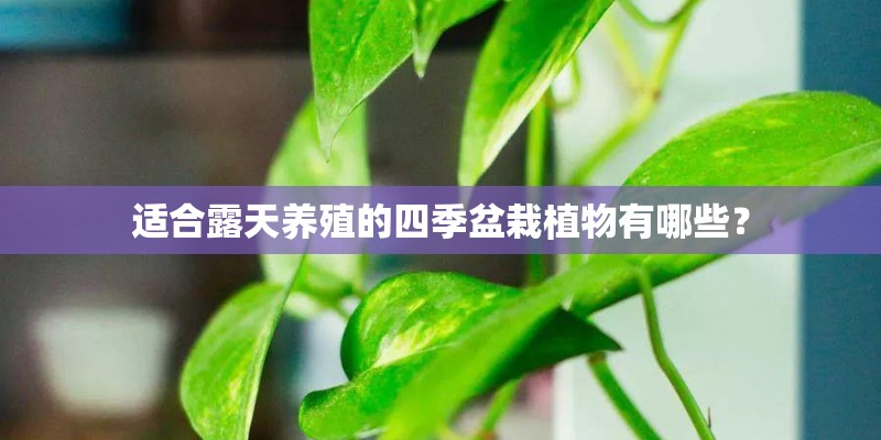 适合露天养殖的四季盆栽植物有哪些？
