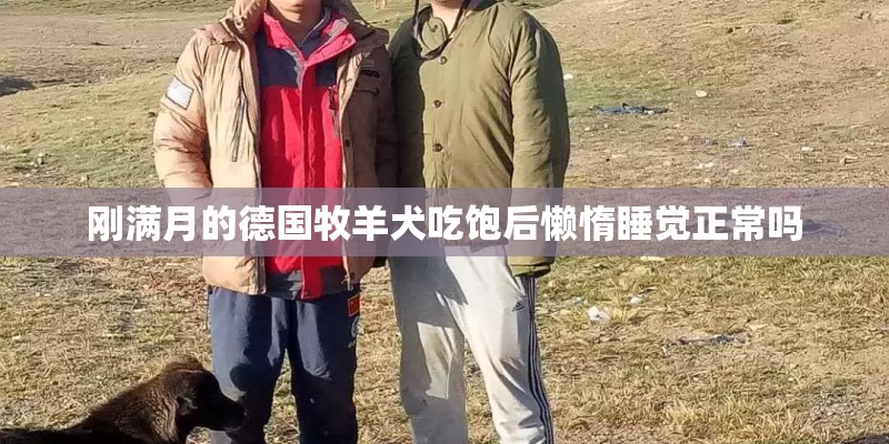 刚满月的德国牧羊犬吃饱后懒惰睡觉正常吗