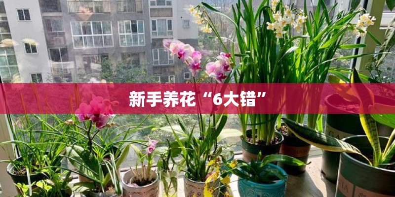 新手养花“6大错”