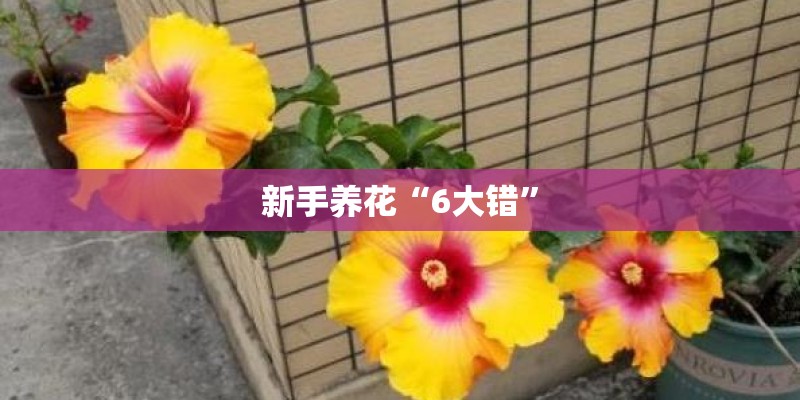 新手养花“6大错”