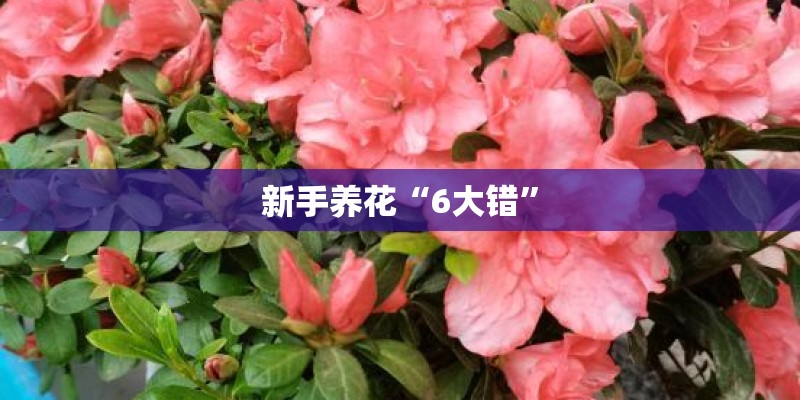 新手养花“6大错”