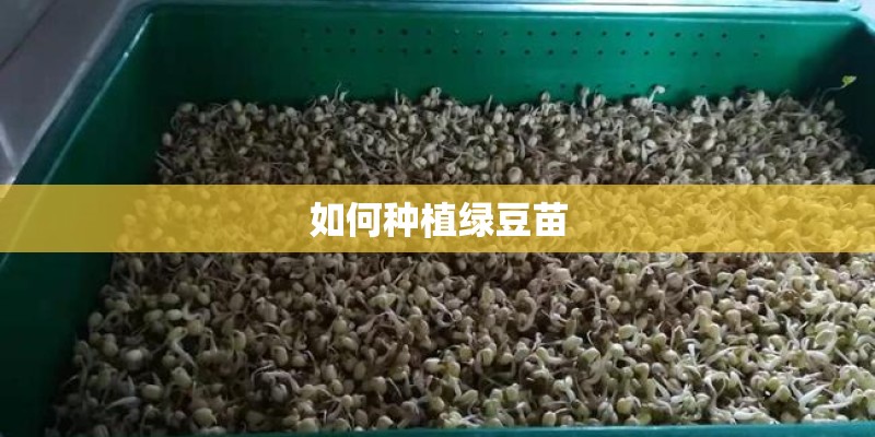 如何种植绿豆苗