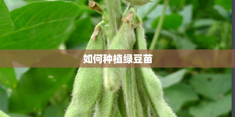 如何种植绿豆苗