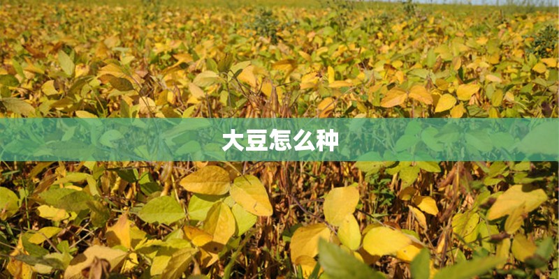 大豆怎么种