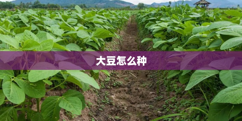 大豆怎么种