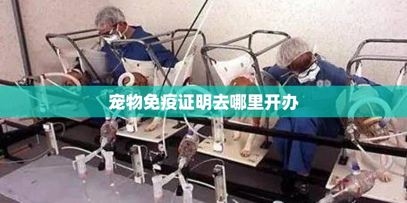 宠物免疫证明去哪里开办