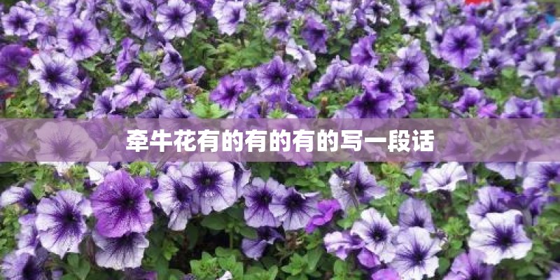 牵牛花有的有的有的写一段话